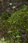 Mississippi buttercup